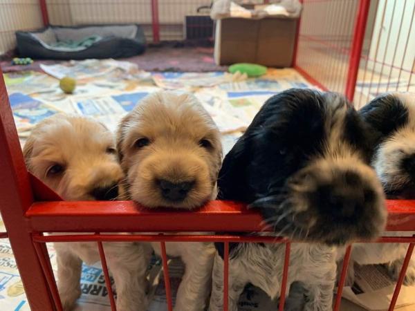 Två beiga och två svartvita hundvalpar