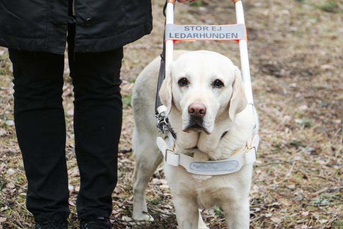 Ledarhund i sele