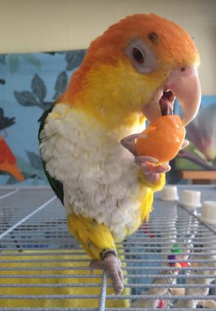 Caique Roxy med frukten physalis